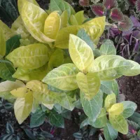 گل وگیاه ارزان قیمت