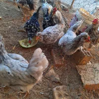 تخم مرغ نطفه دارگلین|حیوانات مزرعه|رفسنجان, |دیوار