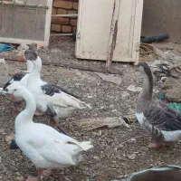 تعداد ۱۴ عدد غو غاز ودورور۲۰ تا مرغ وخروس محلی|حیوانات مزرعه|تاکستان, |دیوار