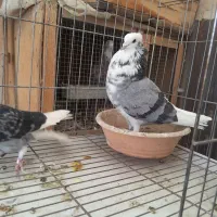 چند جفت کفتر هم جنس هم پرش