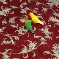 کوتوله دستی تخم گذار