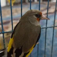 سهره