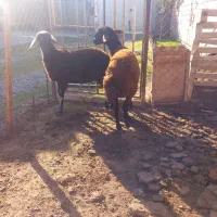 دو راس بره ماده عروسک