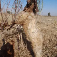 ۳راس بزغاله نر و ۱ راس تکه تخمی|حیوانات مزرعه|آزادشهر, |دیوار