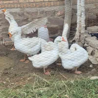 قو غاز لیندا مولد
