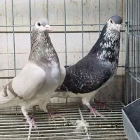 پرنده سرای ۱۱۰