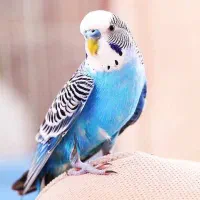 معاوضه با پرنده