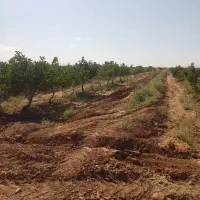 استخدام کارگر باغ و مزرعه