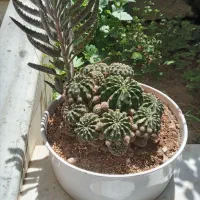 گل کاکتوس|گل و گیاه طبیعی|اصفهان, پروین|دیوار