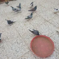 دمگیر