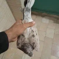 کبوتر پلاکی سرور