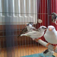 دو جفت فنچ مولد نرگسی و زبرا