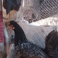 مرغ وخروس به فروش میرسد|حیوانات مزرعه|جهرم, |دیوار