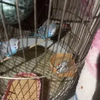 مرغ عشق وفنچ