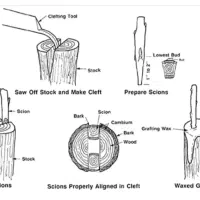 پیوند اسکنه