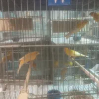 قناری َماده مست