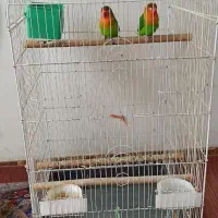 طوطی برزیلی جوان