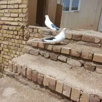 کبوتر نر دم سیاه.ماده دم سبز.کاکلی.
