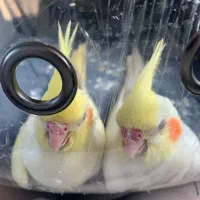 عروس هلندی ۳ ماهه جوجه کاملا سالم