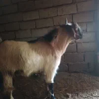 کره نر|حیوانات مزرعه|زرند, |دیوار