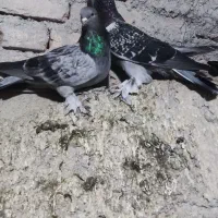 کفتر