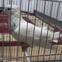 کبوترطوقی معاوضه باعروس هلندی