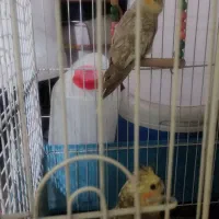 عروس هلندی