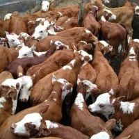 گوساله پرواری فقط سیمینتال