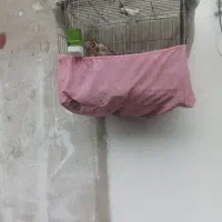 سهره نره دم مست