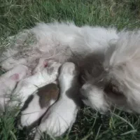 سگ شتیزو با ۳ تا بچه فروش