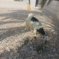 بز جوان