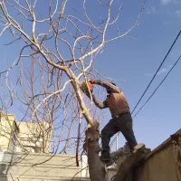 خرید چوب قطع وهرس درختان با اره‌برقی سمپاشی علفزنی