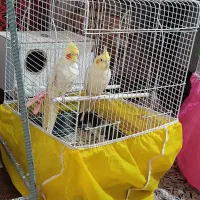یک جفت عروس هلندی بالغ