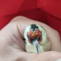 سهره سر سیاه دورگ