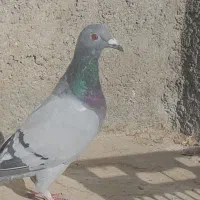 کبوتر مسافتی ماده هستت