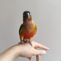 جوجه گرینچیک یلوساید ردفکتور تازه دونخور حلقه پا|پرنده|مبارکه, |دیوار