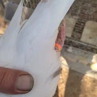 نراجری|پرنده|باغ بهادران, |دیوار