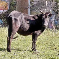 گاوو گوساله نر|حیوانات مزرعه|رشت, نیکمرام|دیوار
