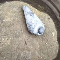 طوق سفید|پرنده|شوشتر, |دیوار