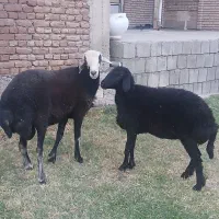 گوسفند قوچ چال و برده ماده جوان