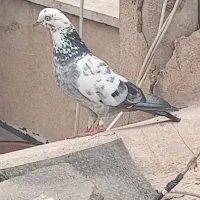 کبوتر