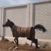 اسب مادیان عرب یکسر