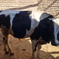 گوساله نر پروار شده|حیوانات مزرعه|اقلید, |دیوار