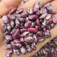 لوبیا چیتی زود پز لوبیا قرمز لوبیا چشم بلبلی