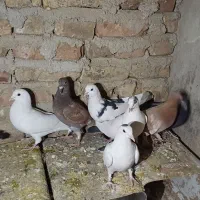 کبوتر|پرنده|طبس, |دیوار