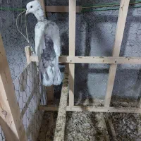 چند عدد پرنده رنگی از نسل قدیم