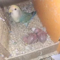 طوطی برزیلی جفت جوجه دار و مولد