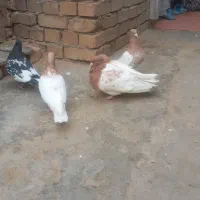 کفترفروشی...|پرنده|تایباد, |دیوار