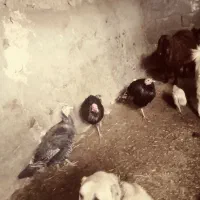 دوعدد بوغلمون نر ویک ماده