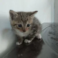 بچه گربه رایگان